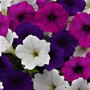 Wave Mix Great Lakes Wave Petunia Jumbo 6 pack 17.99 sale price
